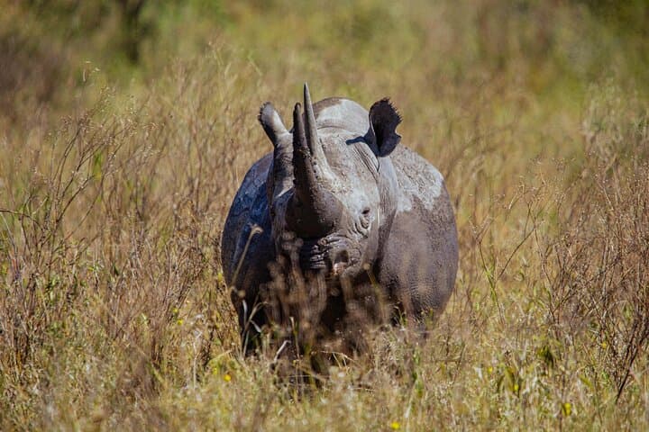 5-Day Northern Tanzania Safari: Tarangire, Serengeti, Ngorongoro & Lake Manyara