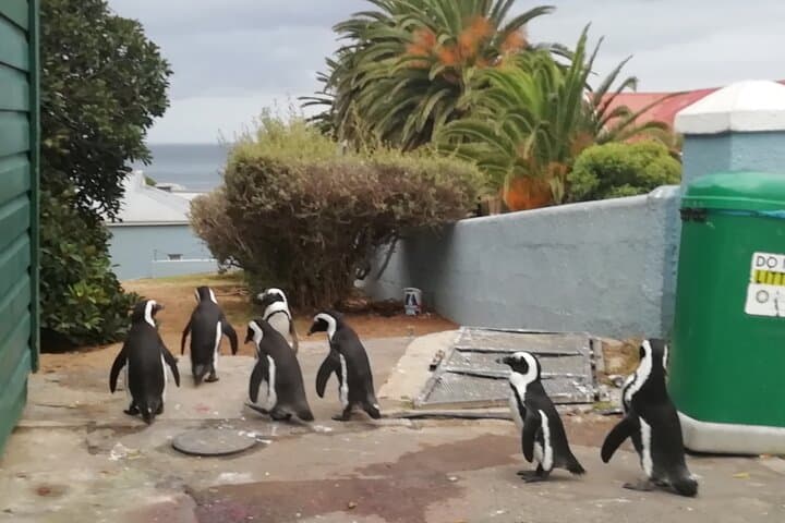 Table Mountain to Boulders: Chapman's Peak, Penguins & Cape Winelands Day Tour