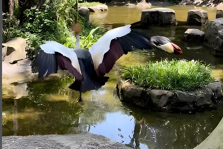 Vinpearl Safari Phu Quoc: Open-Zoo Adventure & VinWonders Combo photo 5
