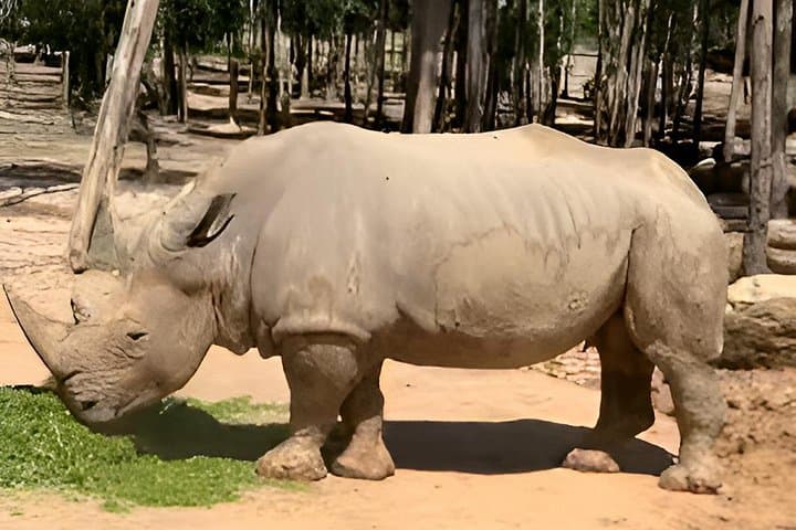 Vinpearl Safari Phu Quoc: Open-Zoo Adventure & VinWonders Combo photo 6