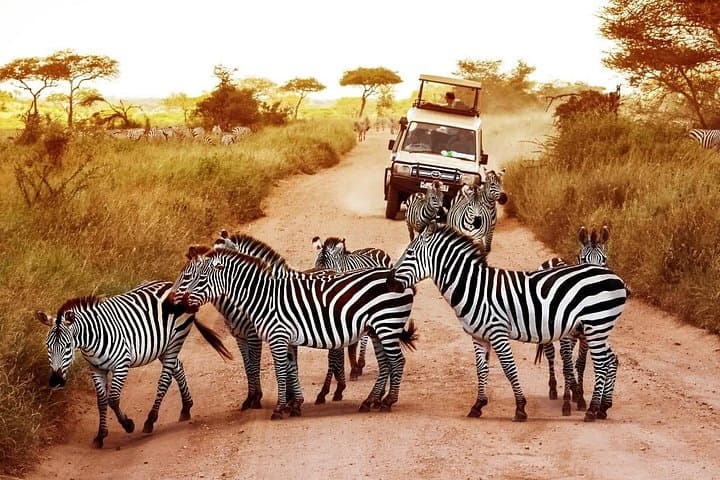 Fly-In Serengeti & Ngorongoro: 3-Day Wilderness Safari Adventure photo 1