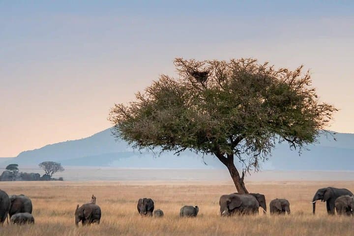 Fly-In Serengeti & Ngorongoro: 3-Day Wilderness Safari Adventure photo 2