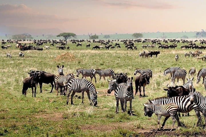 Fly-In Serengeti & Ngorongoro: 3-Day Wilderness Safari Adventure photo 3