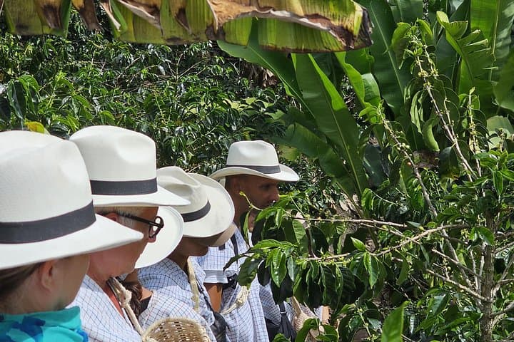 Cocora Valley & Salento Coffee Farm Day Tour — Wax Palms, Hikes & Tasting