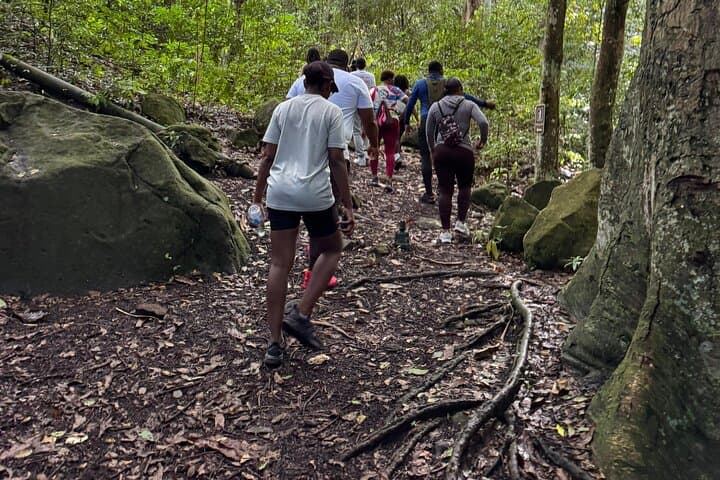 Wingfield Rain Forest Nature Trail Adventure — Guided Rainforest Hike in St. Kitts photo 2
