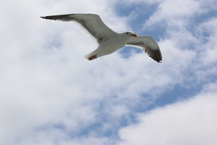 Sausalito Ferry from Pier 41: Scenic Bay Crossing to Sausalito photo 4