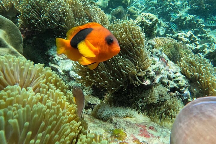 Private Long-Tail Boat Route B: Koh Lipe Snorkel & Island Sights photo 2