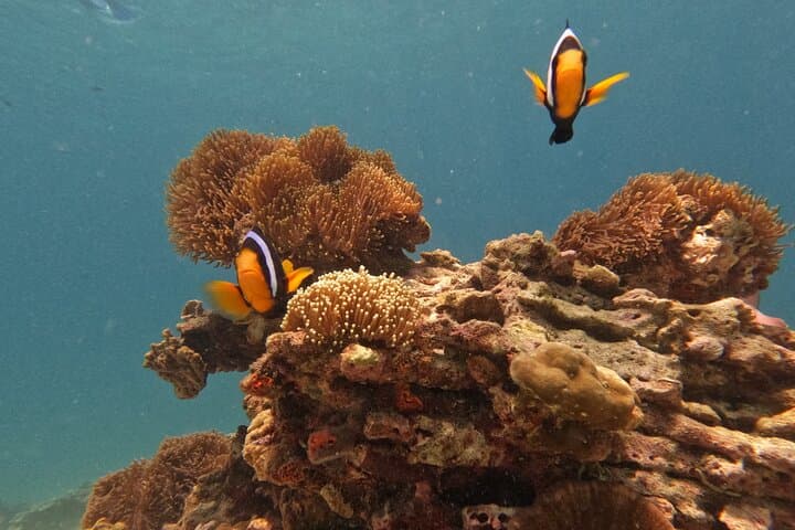 Private Long-Tail Boat Route B: Koh Lipe Snorkel & Island Sights photo 4