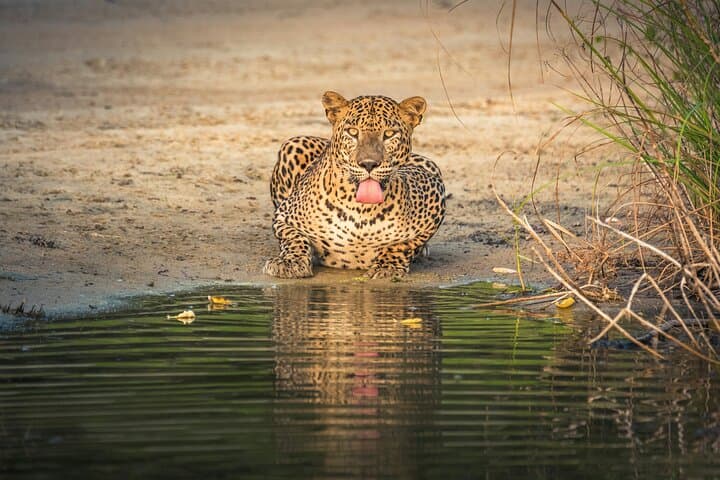Full-Day Private Safari in Yala National Park — Leopard, Elephant & Birdwatching photo 4