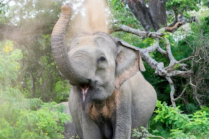 Full-Day Private Safari in Yala National Park — Leopard, Elephant & Birdwatching