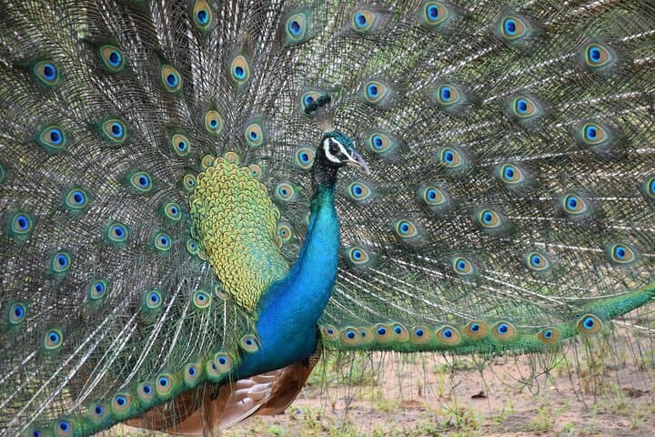 Full-Day Private Safari in Yala National Park — Leopard, Elephant & Birdwatching photo 3