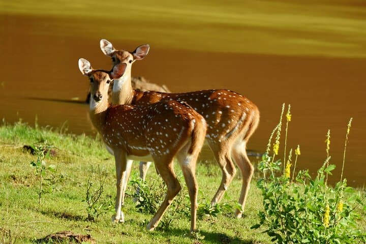 Full-Day Private Safari in Yala National Park — Leopard, Elephant & Birdwatching photo 2