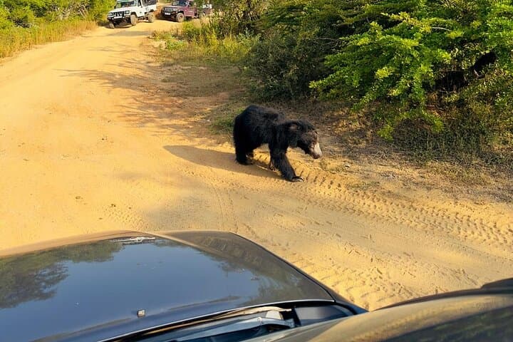 Full-Day Private Safari in Yala National Park — Leopard, Elephant & Birdwatching photo 5