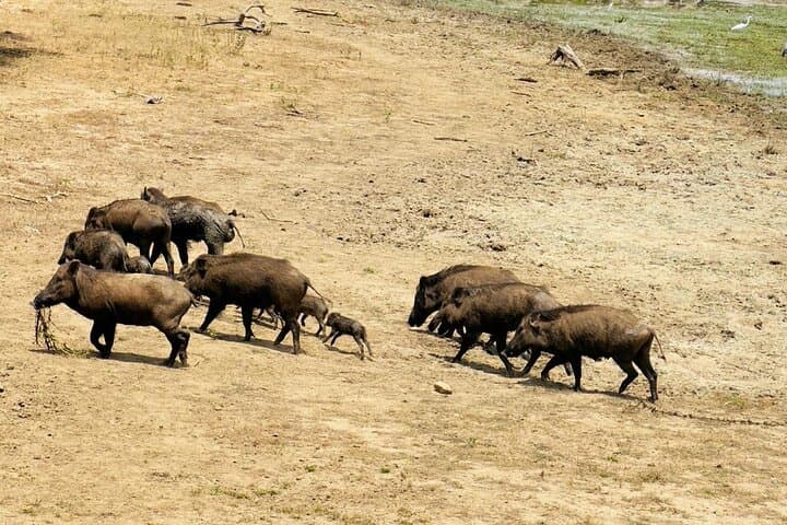Full-Day Private Safari in Yala National Park — Leopard, Elephant & Birdwatching photo 6