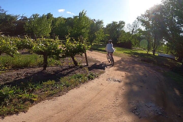 Stellenbosch Bike & Wine Tasting: Self-Guided Cycling Through the Cape Winelands photo 4
