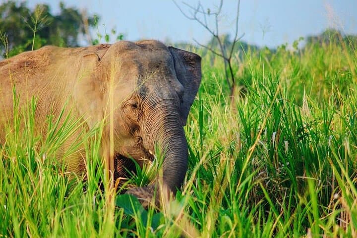 Hurulu Eco Park Safari: Evening Jeep Safari to See Sri Lankan Elephants photo 1