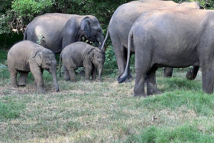 Hurulu Eco Park Safari: Evening Jeep Safari to See Sri Lankan Elephants photo 2
