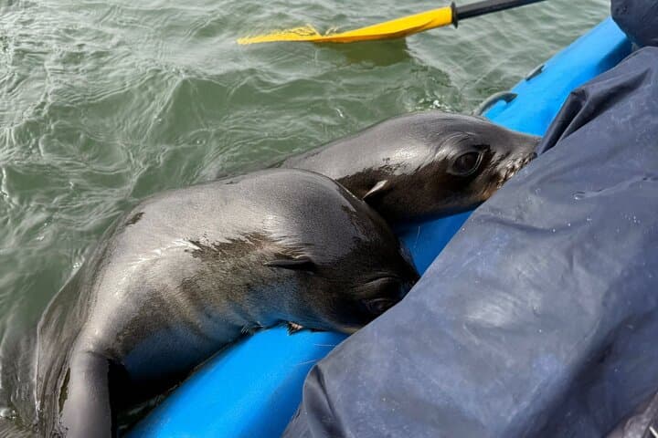Seal Kayaking at Pelican Point — Walvis Bay Wildlife Paddle & Salt Pan Views photo 2