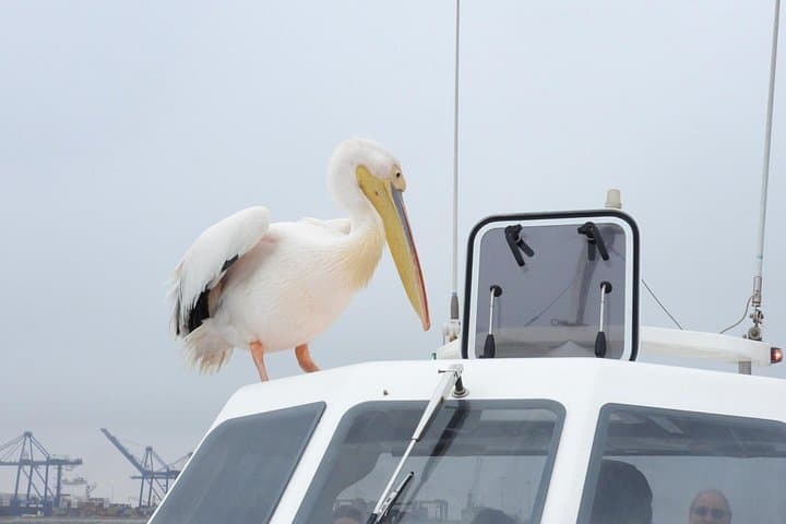 Dolphin and Seal Catamaran Cruise in Walvis Bay – Pelican Point Wildlife & Oyster Brunch