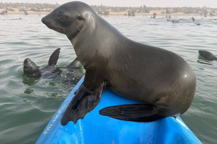 Seal Kayaking at Pelican Point — Kayak with Seals from Swakopmund