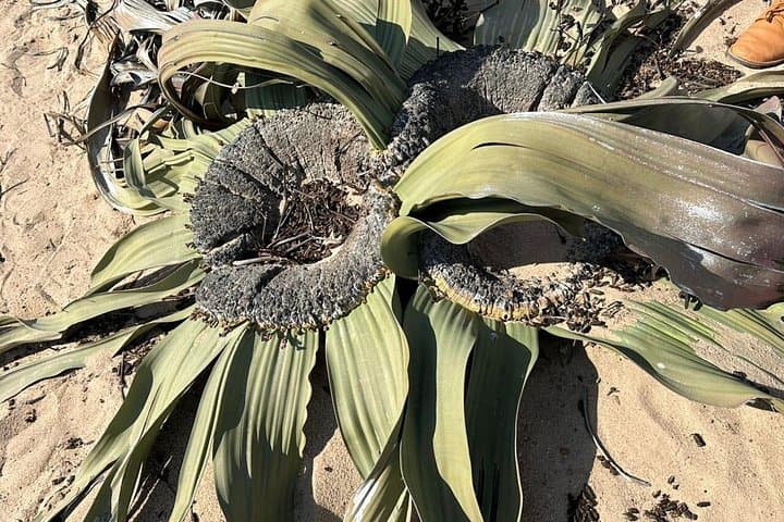 Welwitschia, Goanikontes & the Moonlandscape: Swakopmund Desert Drive