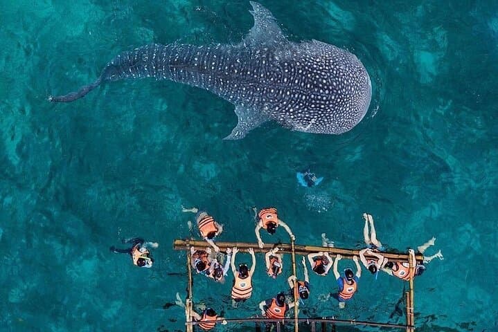 Oslob Whale Shark Watching, Tumalog & Kawasan Falls: Private Full-Day Adventure