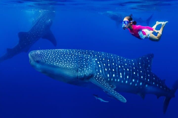 Oslob Whale Shark Watching, Tumalog & Kawasan Falls: Private Full-Day Adventure photo 2