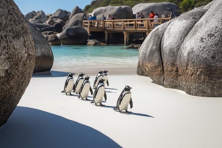 Half-Day Boulders Beach Penguin Colony & Scenic Cape Drive from Cape Town