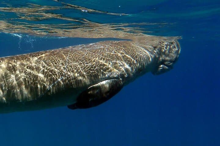 Coron Dugong and Turtle Watching Tour with Lunch — Ethical Marine Encounters photo 2