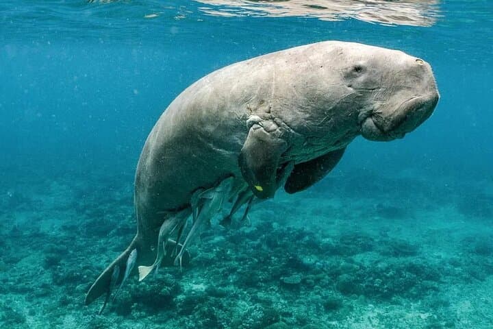 Coron Dugong and Turtle Watching Tour with Lunch — Ethical Marine Encounters