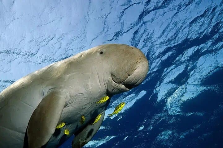 Coron Dugong and Turtle Watching Tour with Lunch — Ethical Marine Encounters photo 3