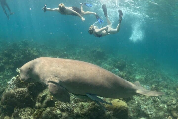 Coron Dugong and Turtle Watching Tour with Lunch — Ethical Marine Encounters photo 4