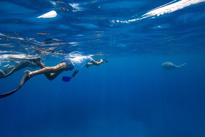 Coron Dugong and Turtle Watching Tour with Lunch — Ethical Marine Encounters photo 5