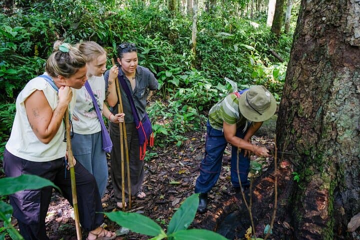 Chiang Mai Coffee Forest Experience: Hand-Roasting & V60 Brewing with Karen Hosts photo 4