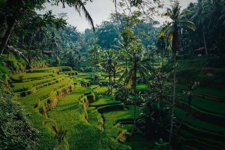 Ubud Highlight Private Tour: Rice Terraces, Temples & Monkey Forest Day Trip photo 5