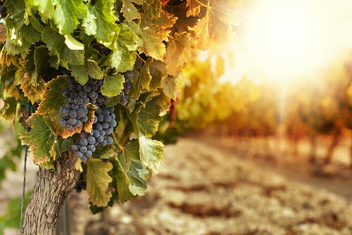 Private Kefalonia Wine Tour — Sklavos Tasting & 19th-Century Farmhouse Visit