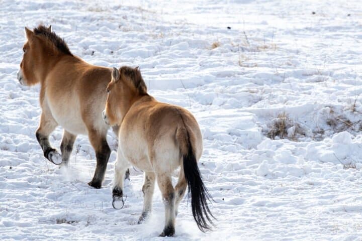 Winter Wild Horses of Khustai: Private Day Tour from Ulaanbaatar photo 2