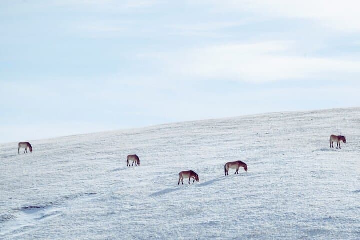 Winter Wild Horses of Khustai: Private Day Tour from Ulaanbaatar photo 5
