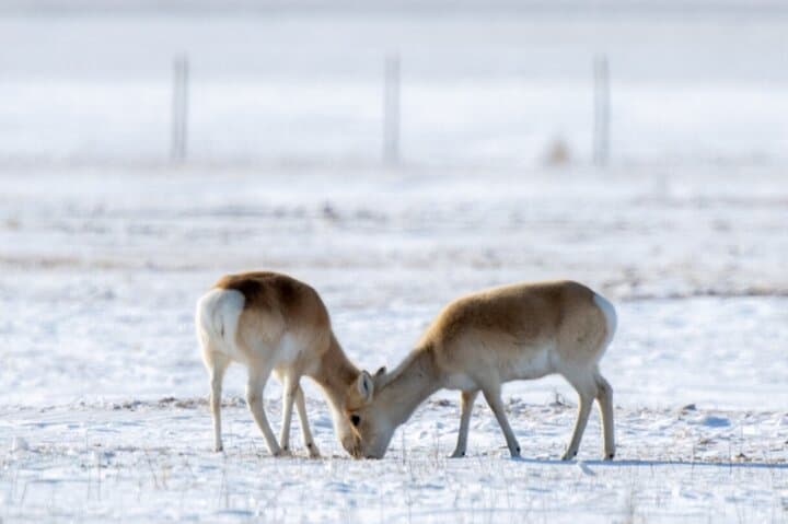 Winter Wild Horses of Khustai: Private Day Tour from Ulaanbaatar photo 3