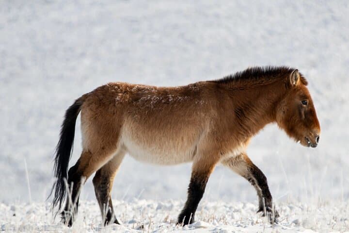 Winter Wild Horses of Khustai: Private Day Tour from Ulaanbaatar