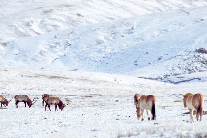 Winter Wild Horses of Khustai: Private Day Tour from Ulaanbaatar photo 4