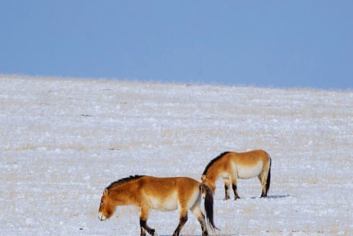 Winter Wild Horses of Khustai: Private Day Tour from Ulaanbaatar photo 6