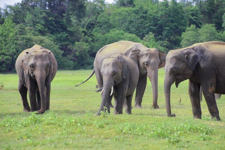 Minneriya National Park Elephant Safari — Private Jeep Wildlife Experience near Habarana photo 5