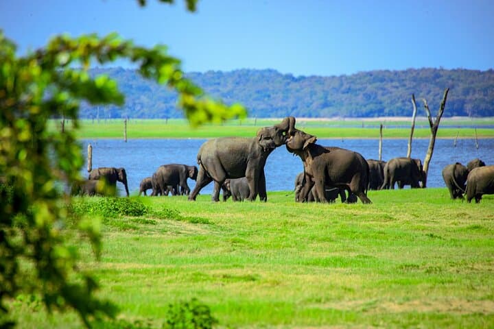 Minneriya National Park Elephant Safari — Private Jeep Wildlife Experience near Habarana photo 6