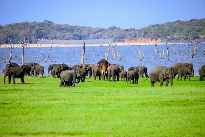 Minneriya National Park Elephant Safari — Private Jeep Wildlife Experience near Habarana