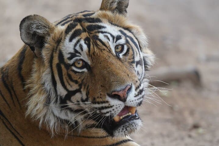 Golden Triangle 4-Day Private Tour with Ranthambore Tiger Safari