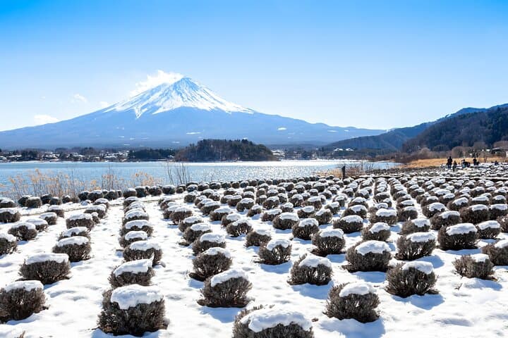 Mt Fuji Views and Fujiten Snow Resort Day Tour from Tokyo photo 4