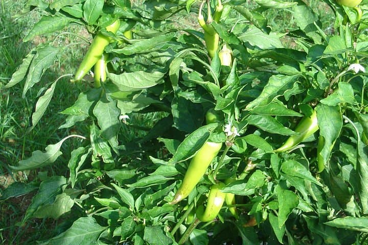 Etrim Village Turkish Cooking Class & Organic Farm Day Trip from Bodrum photo 4