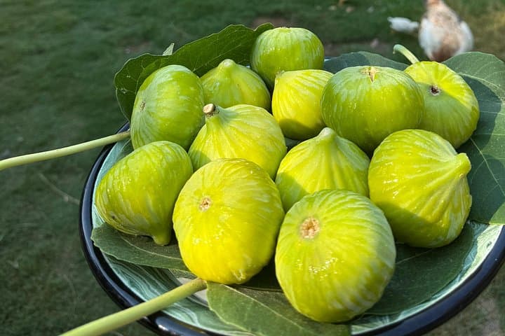 Etrim Village Turkish Cooking Class & Organic Farm Day Trip from Bodrum photo 5