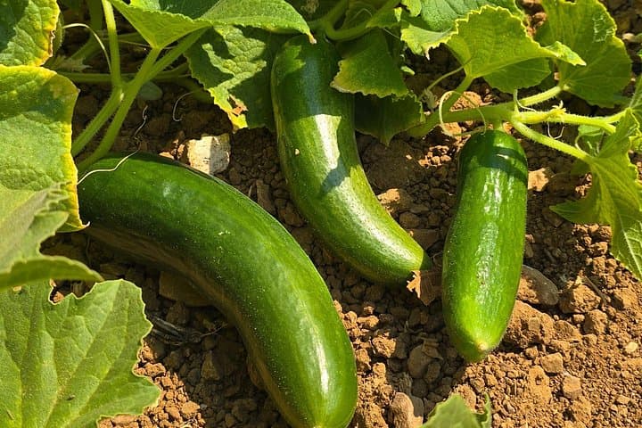 Etrim Village Turkish Cooking Class & Organic Farm Day Trip from Bodrum photo 3